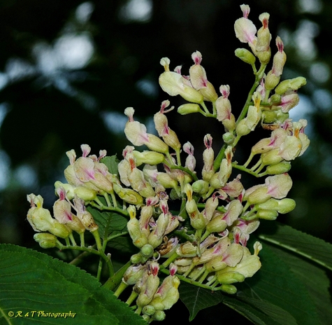 {Acer flava}